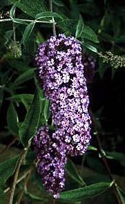 Butterfly Bush in the garden