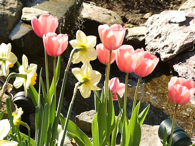 Tulips and Daffodils