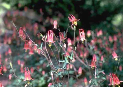 Columbine in Bloom