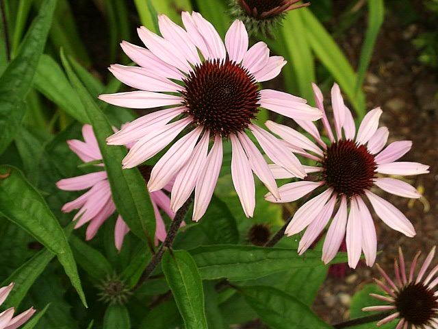 Purple Coneflower