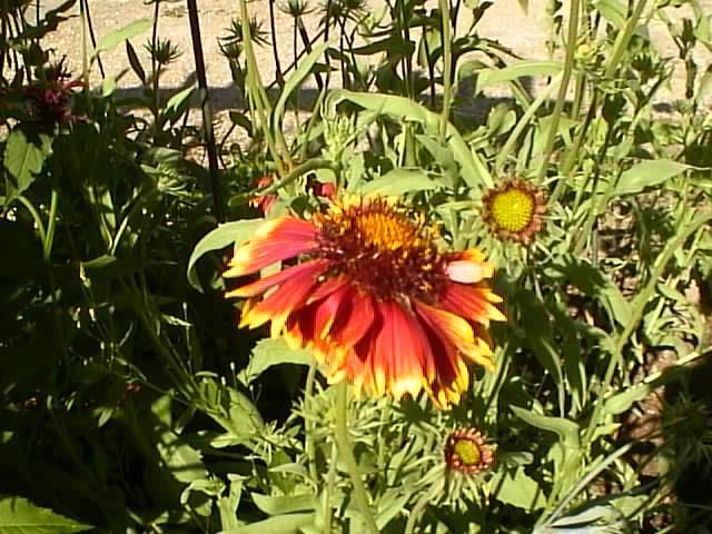 Blanket Flower