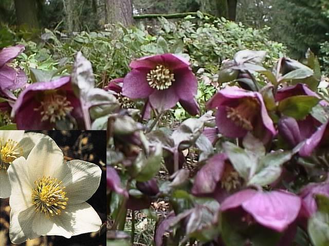 Christmas Rose Flower