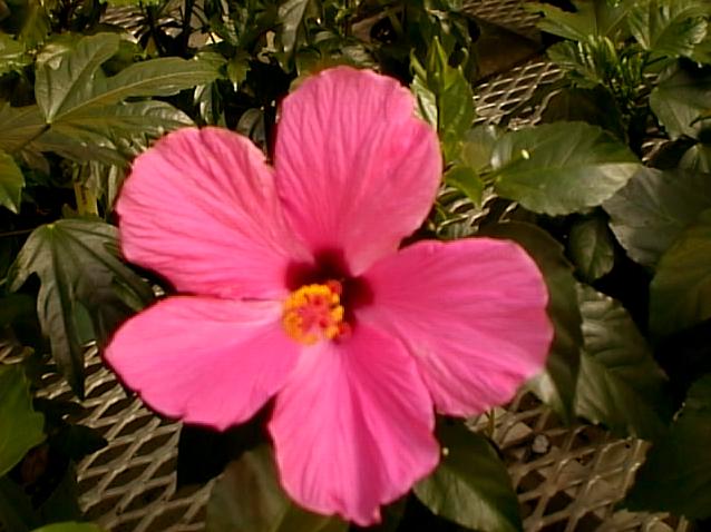 Hibiscus moscheutos