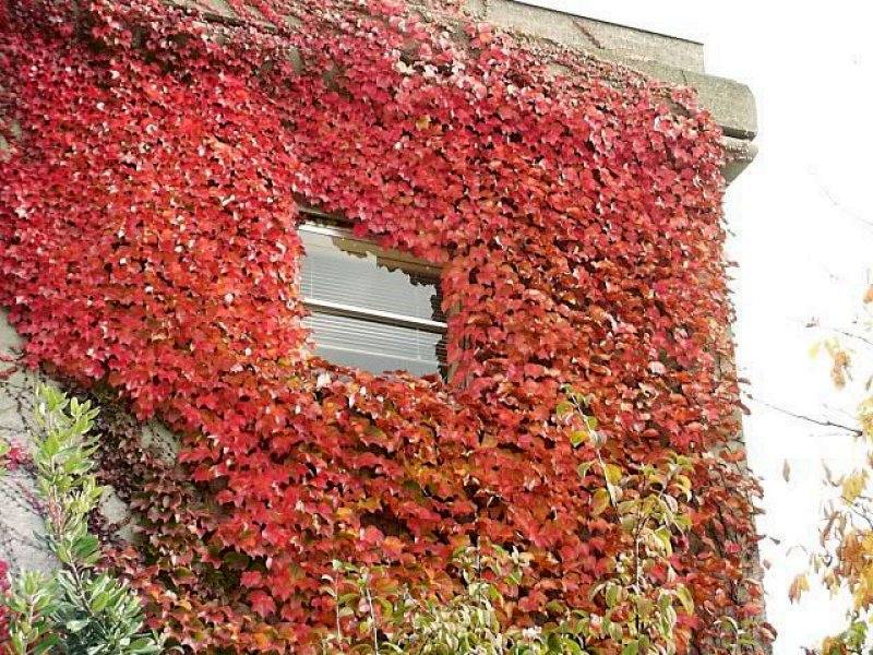 Ivy Growing on a Wall