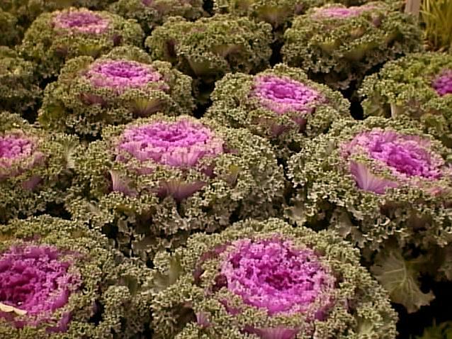 Flowering Cabbage and Kale