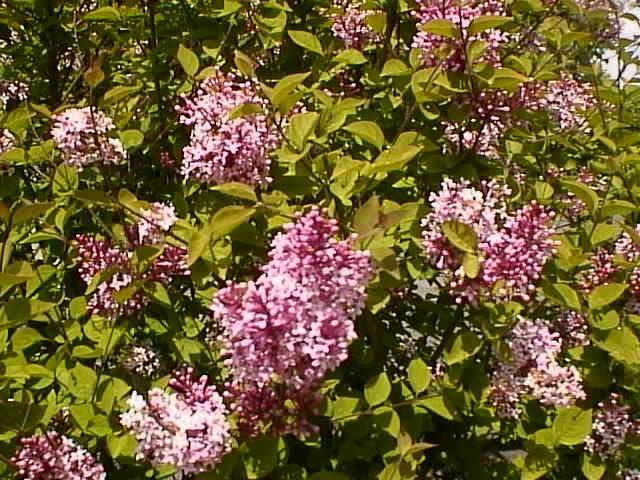 Lilacs in the Garden