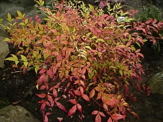 nandina.JPG