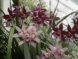 Orchids, the Queen of Flowers