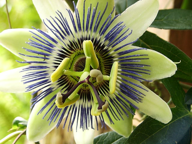 Passiflora incarnata