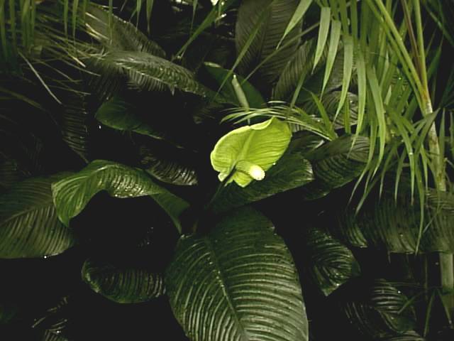 Peace Lily