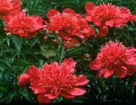 Peony Flower