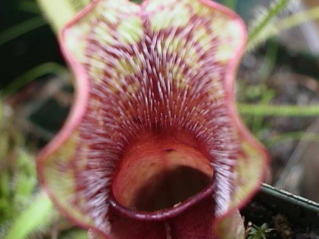 Purple Pitcher Plant