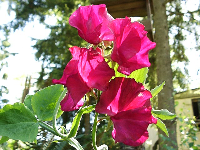 Sweet Pea in Bloom