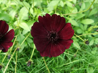 The Flower of a Chocolate Cosmos Plant, Cosmos atrosanguineus The Flower of a Chocolate Cosmos Plant, Cosmos atrosanguineus