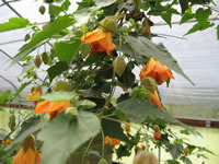 An Orange Flowering Maple Plant in Bloom