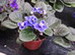 A Blue Flowering African Violet in Bloom, Saintpaulia ionantha