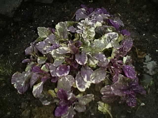 How to care for ajuga plants