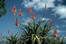 An Aloe Vera Plant in Bloom, Aloe barbadensis