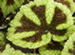 An Iron Cross Begonia Plant, Begonia masoniana