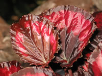 Bright Red and Bronze Foliage of a Begonia Rex