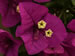 The Flowers of a Bougainvillea 'Purple Queen'