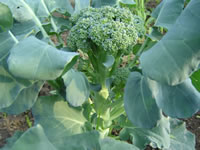 Broccoli plant developing heads for harvesting