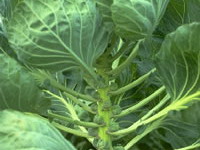 Young Brussels Sprouts on the plant