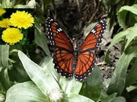 English Marigold Calendula and a Monarch Butterfly