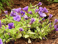A Trailing Petunia Plant Blooming in the Garden