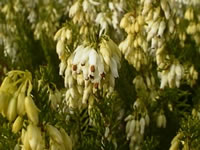 White Flowers on a Heather Plant
