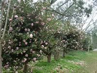 A Hedge of Pink Flowering Sasanqua Camellias