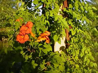 The Flowers and Foliage of a Trumpet Creeper Vine