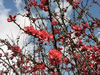 A Flowering Quince Blooming Before the Foliage emerges in Early Spring