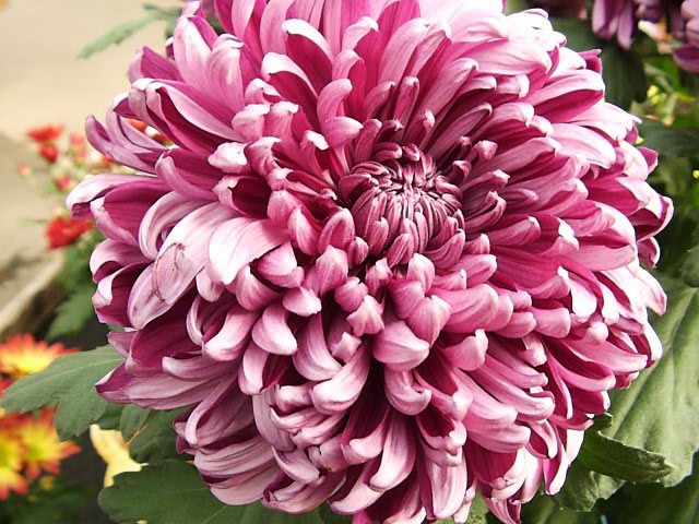 pink chrysanthemum