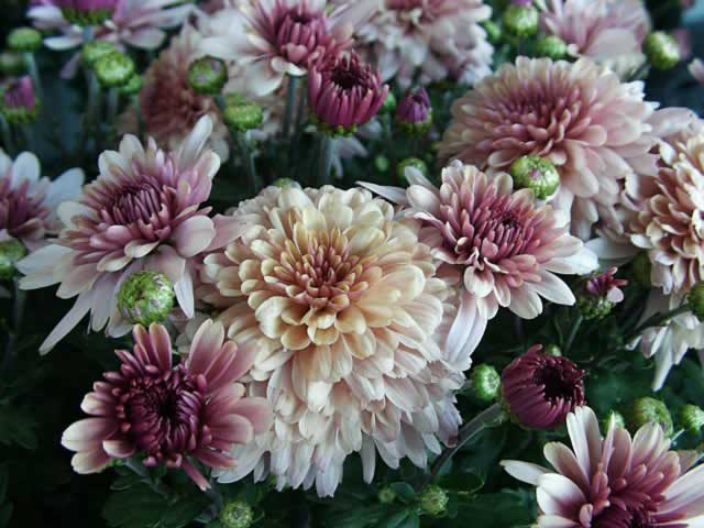 Chrysanthemums, How to Grow and Care for Chrysanthemum Plants  Garden 