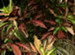 A Glossy Leaved Croton Plant, Codiaeum variegatum