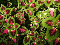 Pink and Green Coleus Plants