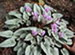 A Cyclamen Plant Blooming in the Garden