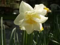 A Double Flowering Daffodil in Bloom