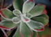A Plush Plant, Echeveria pulvinata