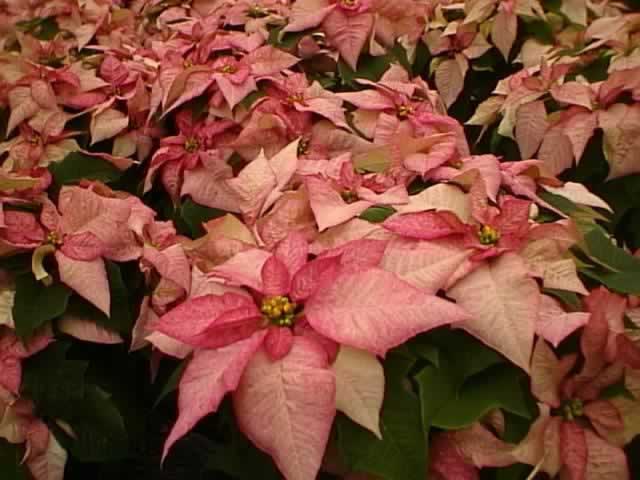 Poinsettias How To Grow And Care For Poinsettia Plants In Your Garden Garden Helper Gardening Questions And Answers,What Are Potstickers Wrapped In