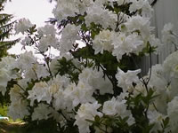 A very fragrant, white flowered Exbury Azalea named Oxydol