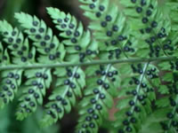 Sporangia Containing Spores on the underside of a Fern Frond