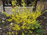 Forsythia intermedia