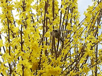 A Songbird in a Forsythia Plant