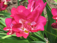 Hot Pink Freesia Flowers