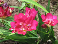 A Freesia Plant in Bloom