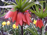A Red Flowering Crown Imperial Fritillaria