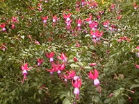 A Hardy, Upright Fuchsia in Bloom, Fuchsia arborescens