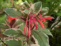 A variegated Fuchsia triphylla named Firecracker